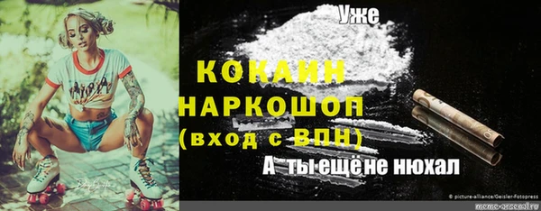 прущие грибы Новодвинск